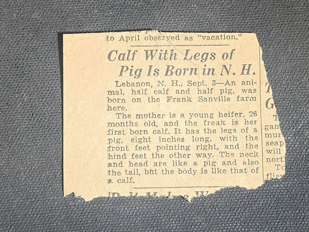 Antique Newspaper Clipping "Calf With Legs of Pig Is Born in N. H." Reporting on Deformed Calf Born on Frank Sanville Farm, Lebanon, New Hampshire