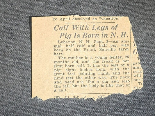 Antique Newspaper Clipping "Calf With Legs of Pig Is Born in N. H." Reporting on Deformed Calf Born on Frank Sanville Farm, Lebanon, New Hampshire