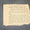 Lot 187 - Antique Newspaper Clipping "Calf with Legs of Pig is Born in N. H." Reporting on Deformed Calf Born on Frank Sanville Farm, Lebanon, New Hampshire