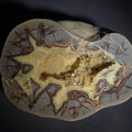Lot 073 - Septarian Geode Nodule with Calcite Crystal Cavity and Brown Aragonite Veining, Cut and Polished, 7" L