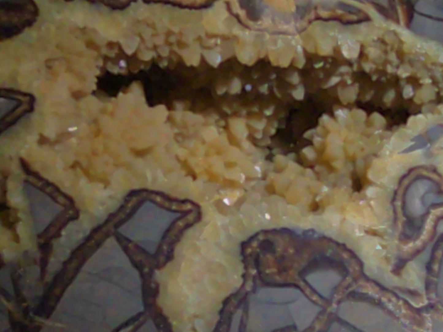Septarian geode Nodule with Calcite Crystal Cavity and Brown Aragonite Veining, Cut and Polished