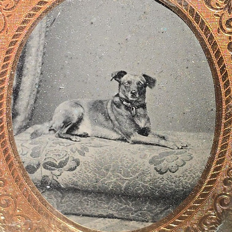 Antique 1/6th Plate Tintype Photograph of a Dog Reclining on a Cushion in Full Leatherette Union Case with Repaired Spine