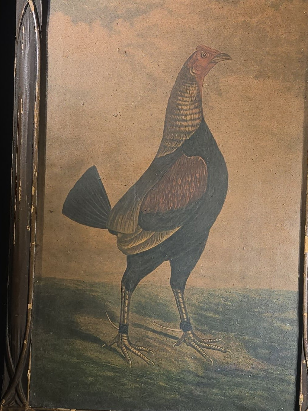 Antique Framed Chromolithograph Print of a Dubbed Cockfighting Gamecock Rooster in Landscape