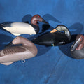 Lot 158 - Grouping of Four Vintage Hand-Carved and Hand-Painted Duck Decoys Including Canvasback Signed Capt. Harry R. Jobes and Scoter Carved J.H. Whitney