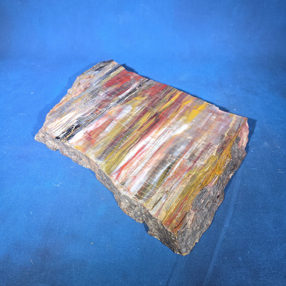 Polished Petrified Wood Slab Specimen