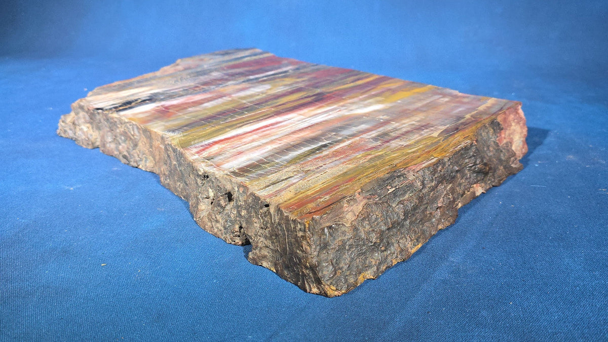 Polished Petrified Wood Slab Specimen