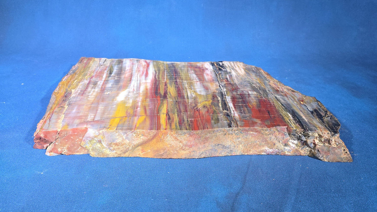 Polished Petrified Wood Slab Specimen