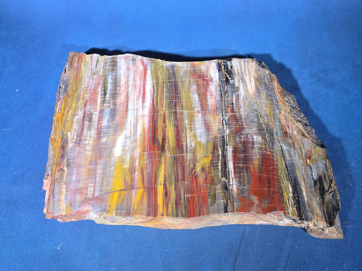 Polished Petrified Wood Slab Specimen