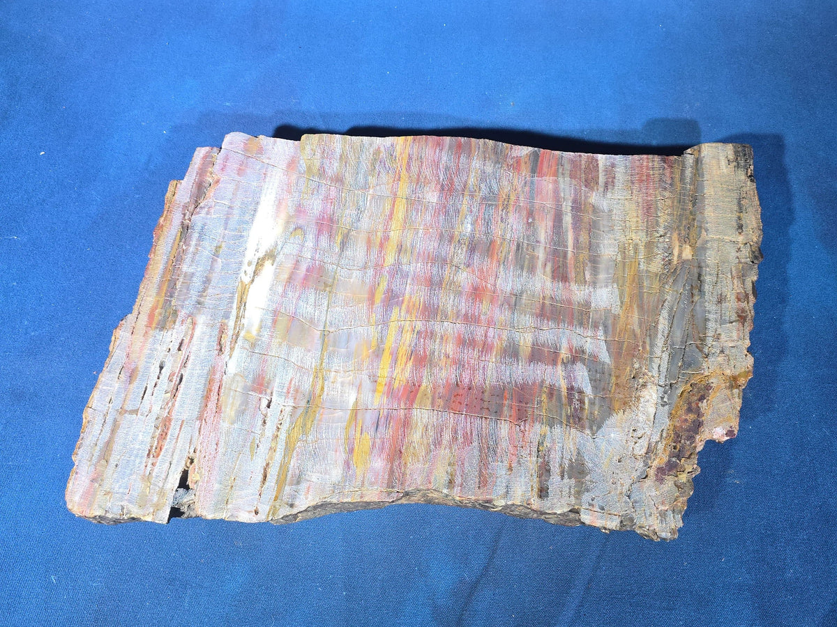 Polished Petrified Wood Slab Specimen