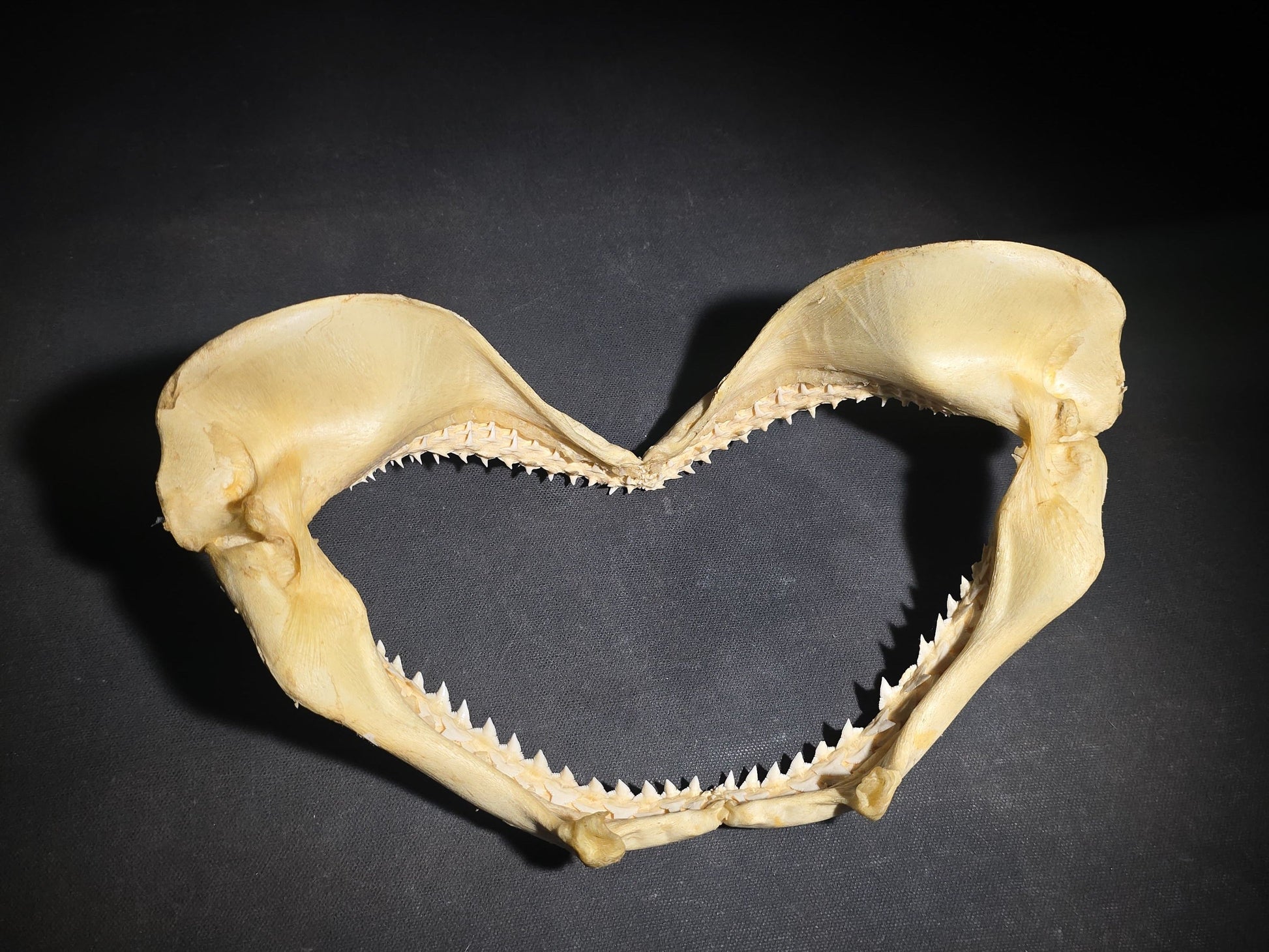 Vintage Shark Jaw Specimen with Teeth