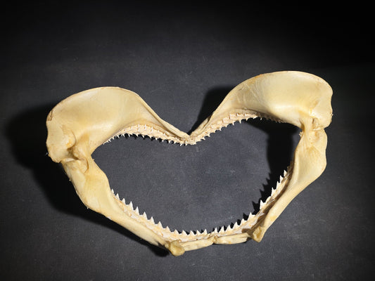 Vintage Shark Jaw Specimen with Teeth