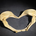 Lot 103 - Vintage Shark Jaw Specimen with Teeth