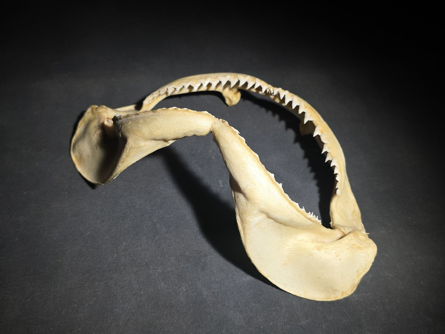 Vintage Shark Jaw Specimen with Teeth