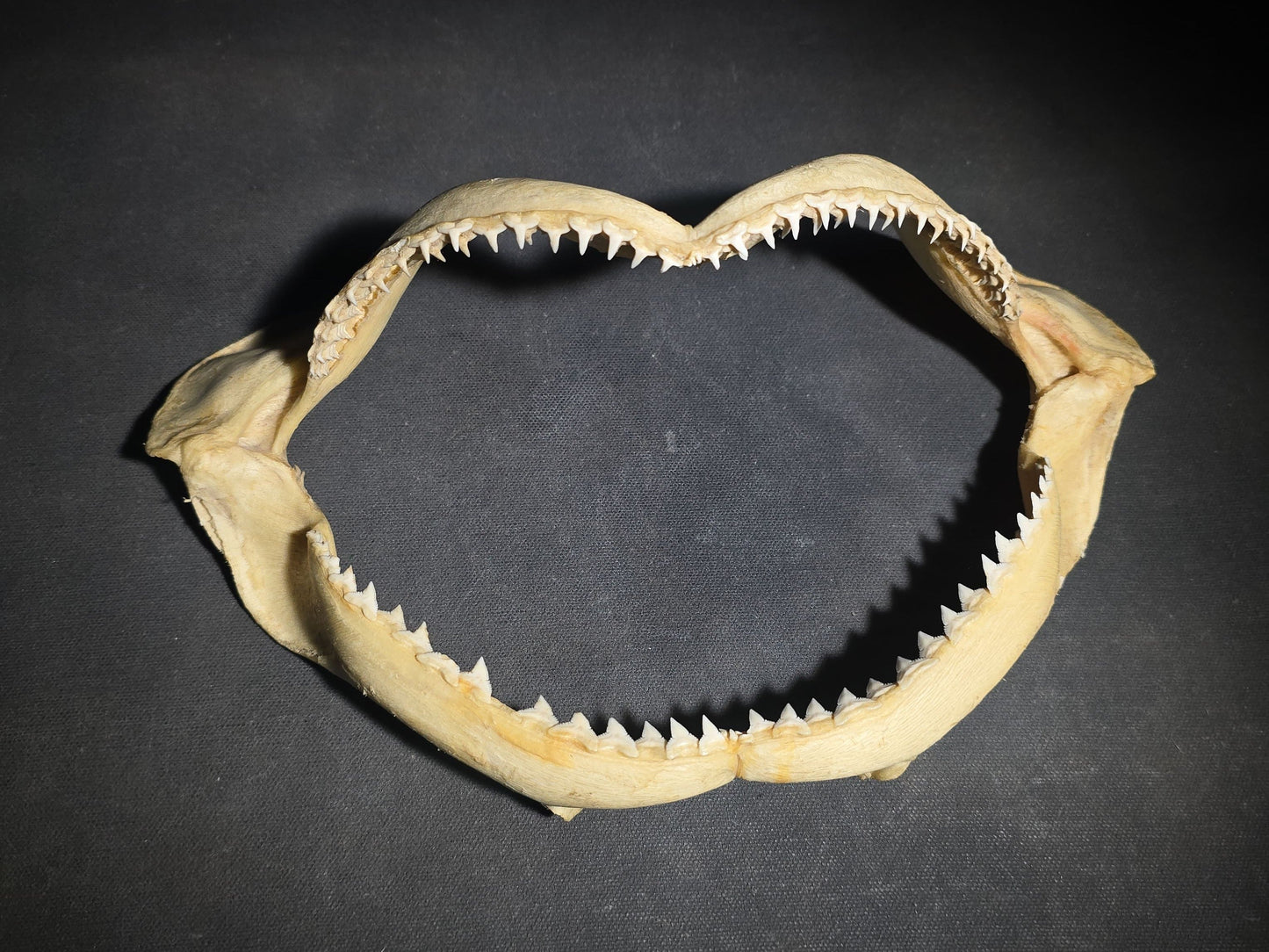 Vintage Shark Jaw Specimen with Teeth