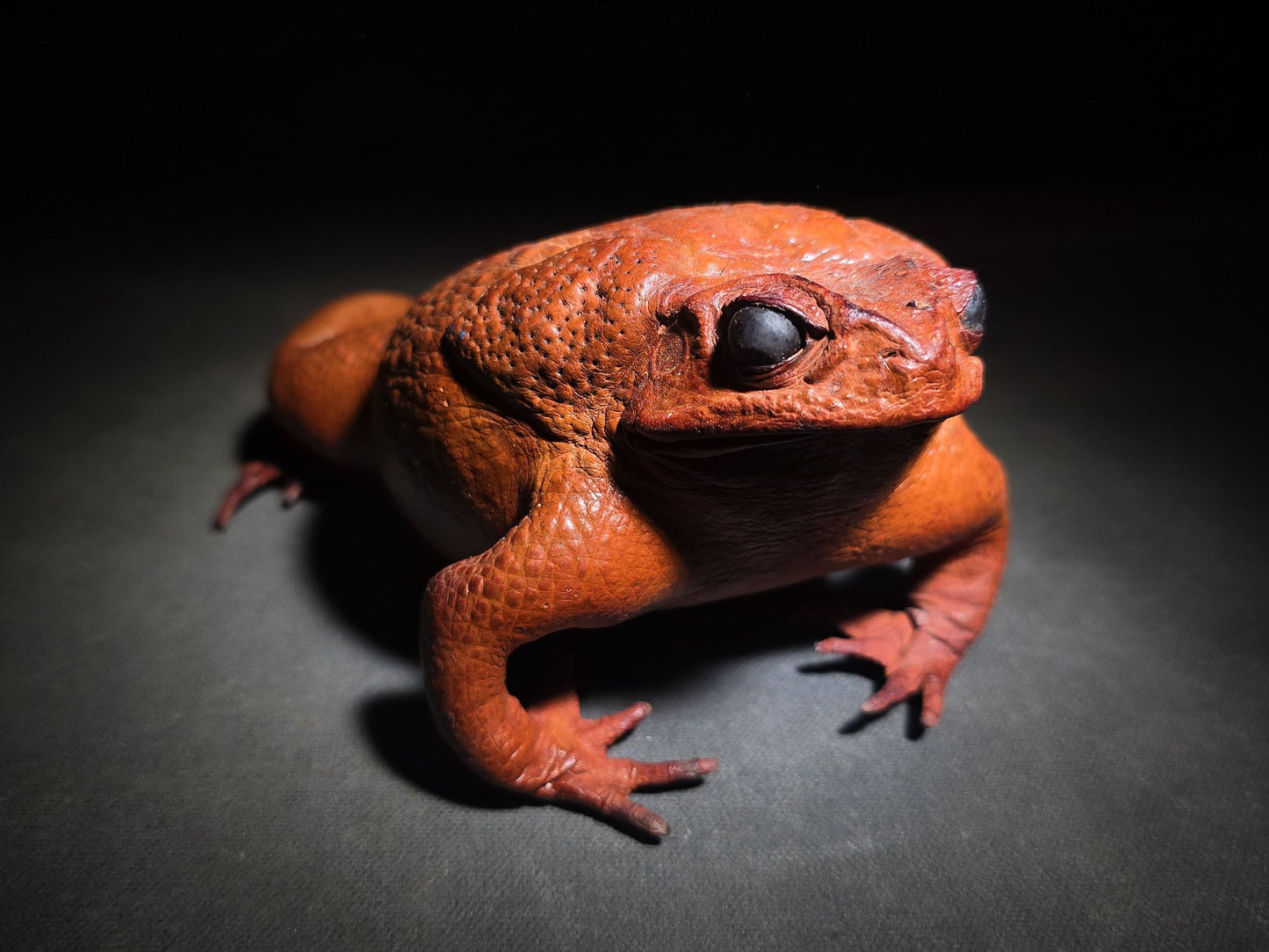 Vintage Taxidermy Cane Toad Specimen