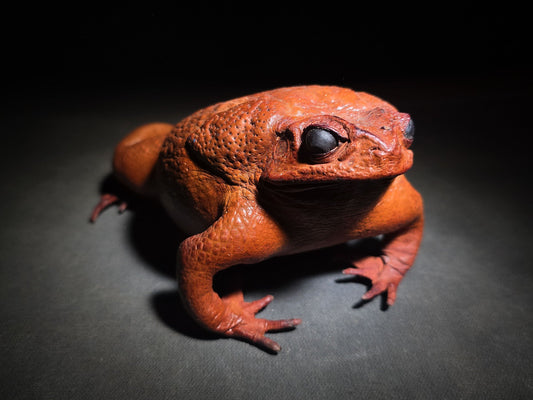 Vintage Taxidermy Cane Toad Specimen
