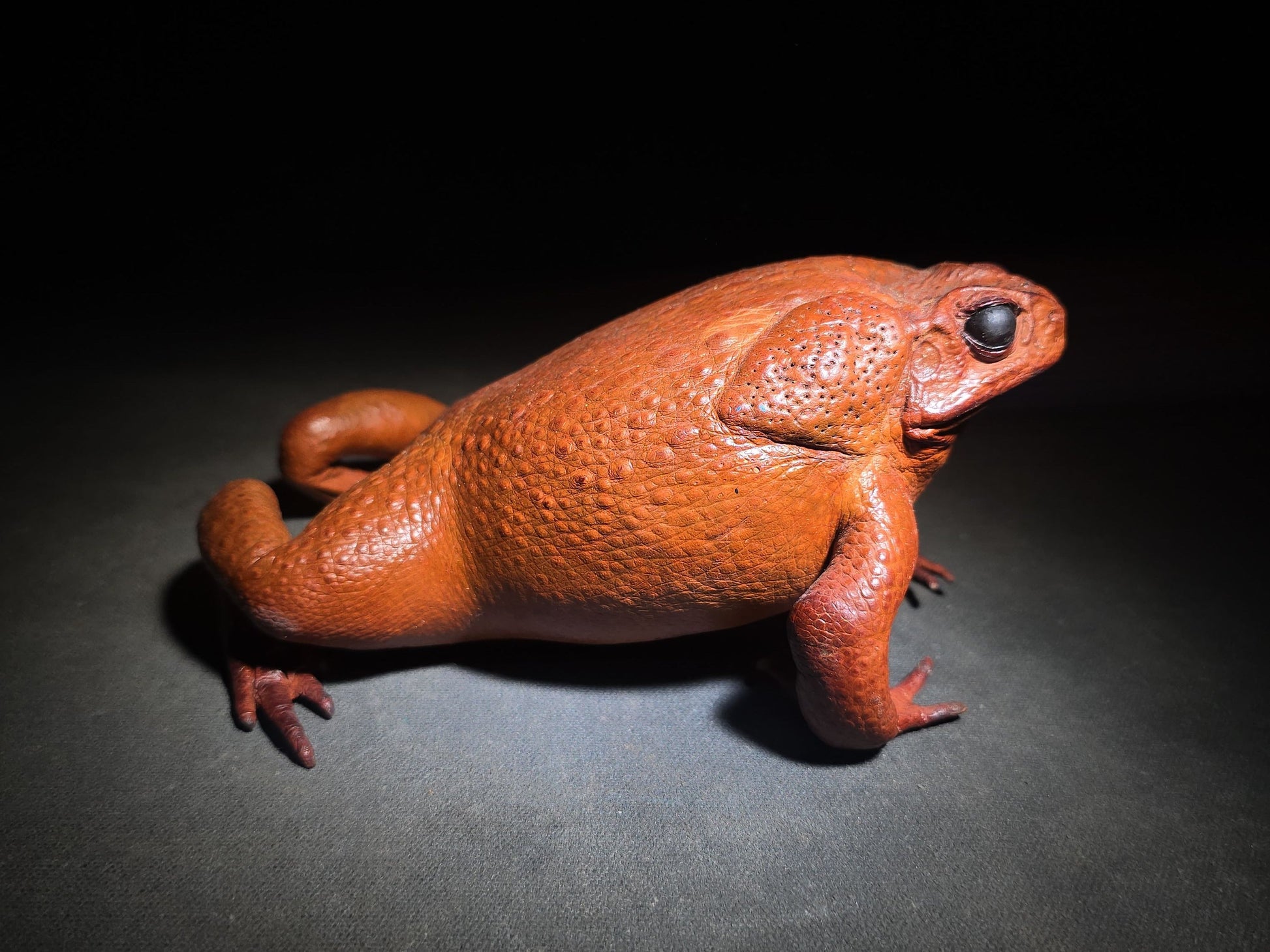 Vintage Taxidermy Cane Toad Specimen