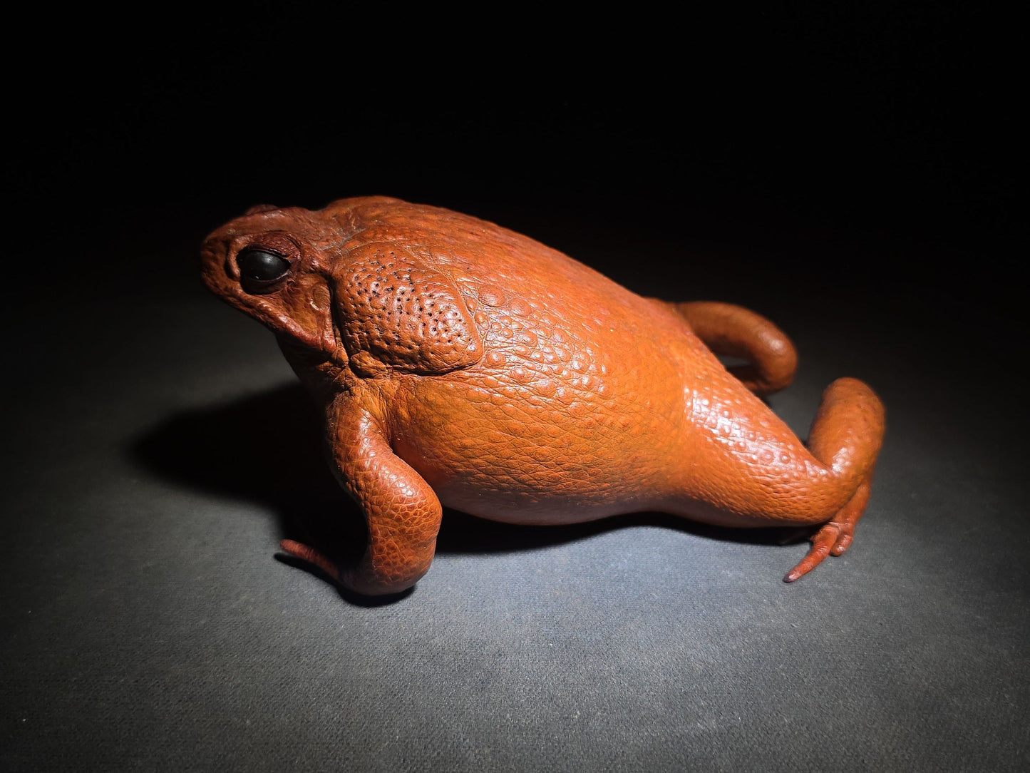 Vintage Taxidermy Cane Toad Specimen