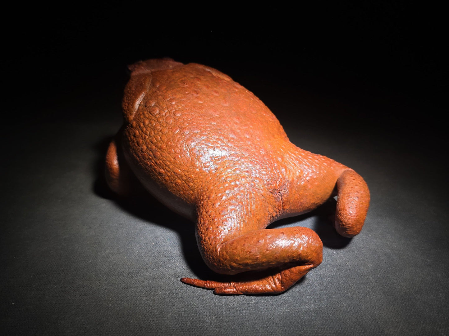 Vintage Taxidermy Cane Toad Specimen