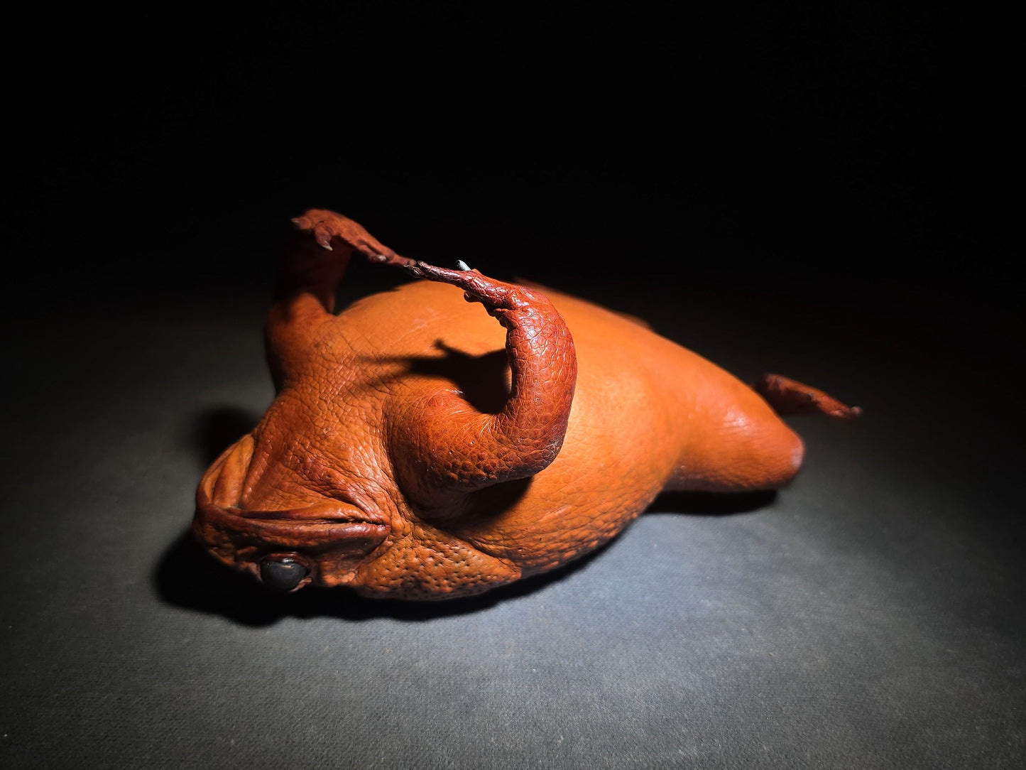 Vintage Taxidermy Cane Toad Specimen
