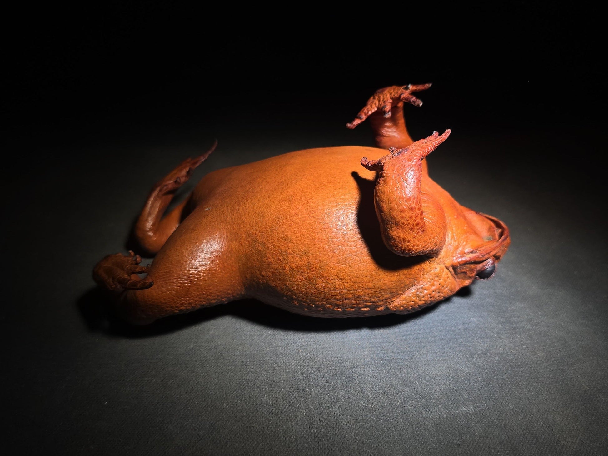 Vintage Taxidermy Cane Toad Specimen