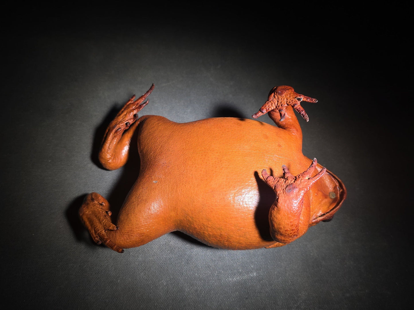 Vintage Taxidermy Cane Toad Specimen