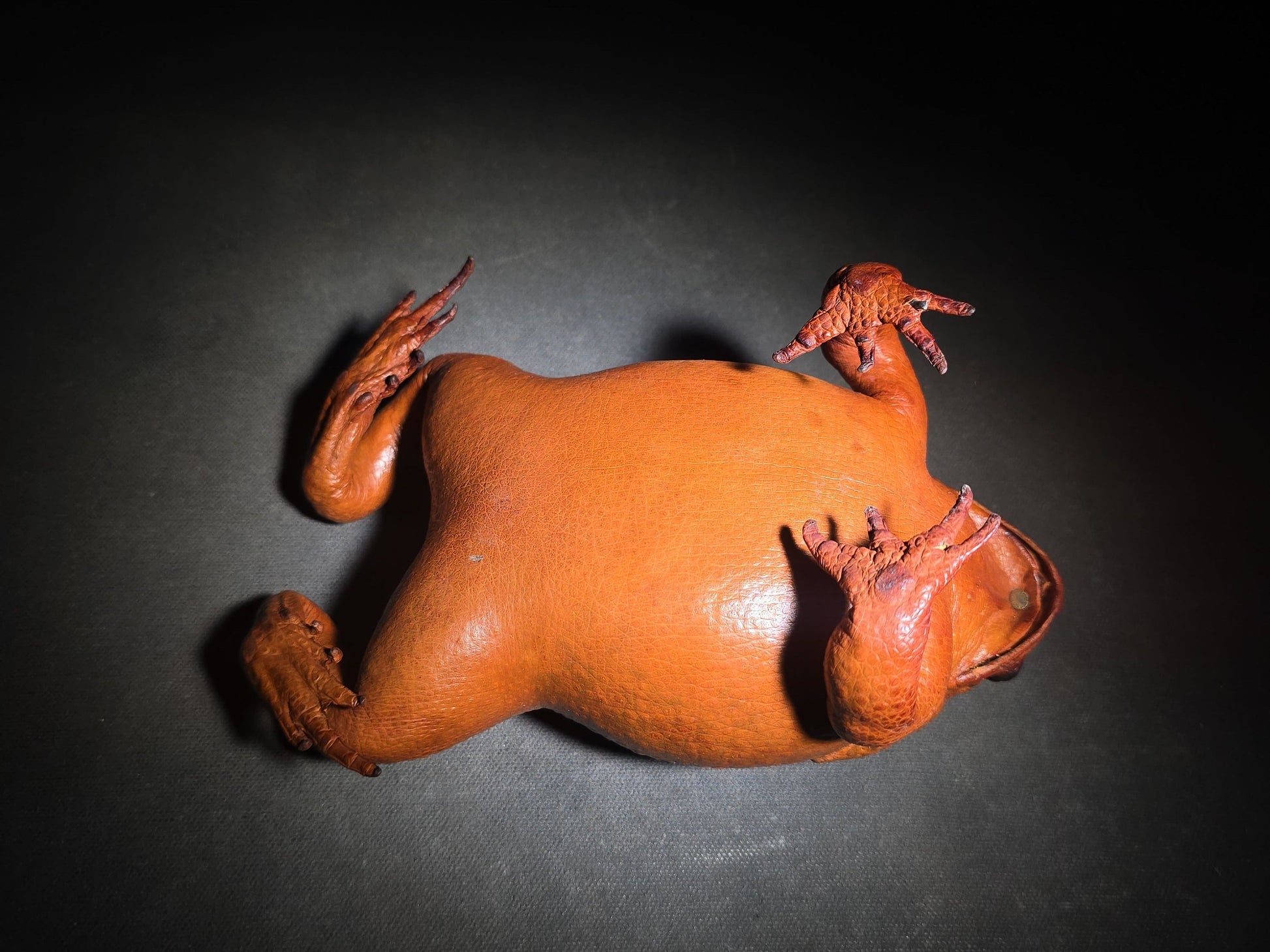 Vintage Taxidermy Cane Toad Specimen
