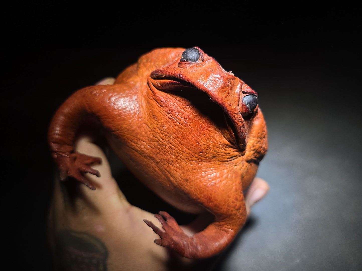 Vintage Taxidermy Cane Toad Specimen
