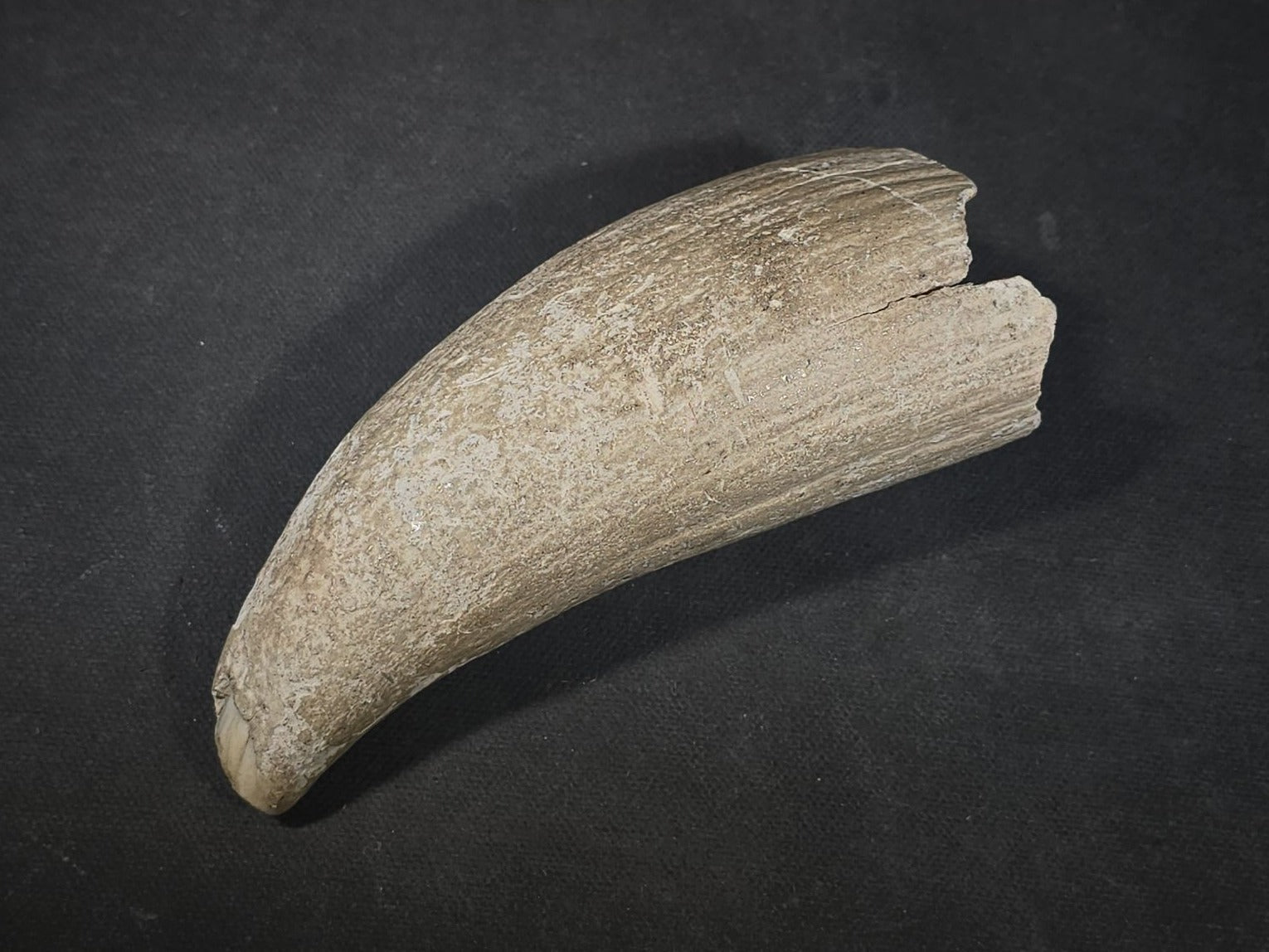 Antique Undecorated Whale Tooth