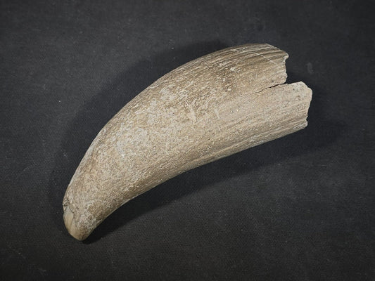 Antique Undecorated Whale Tooth
