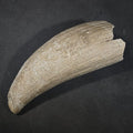 Lot 120 - Antique Undecorated Whale Tooth, 5" L