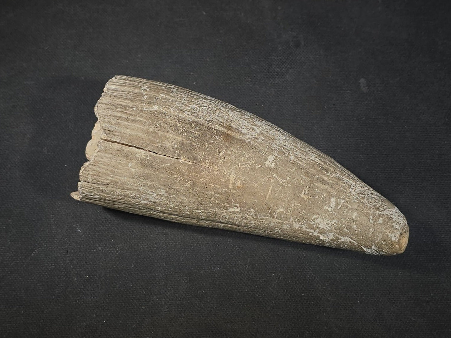 Antique Undecorated Whale Tooth