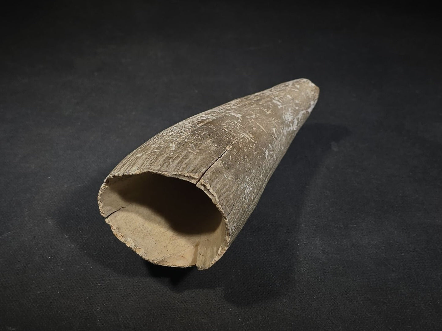 Antique Undecorated Whale Tooth