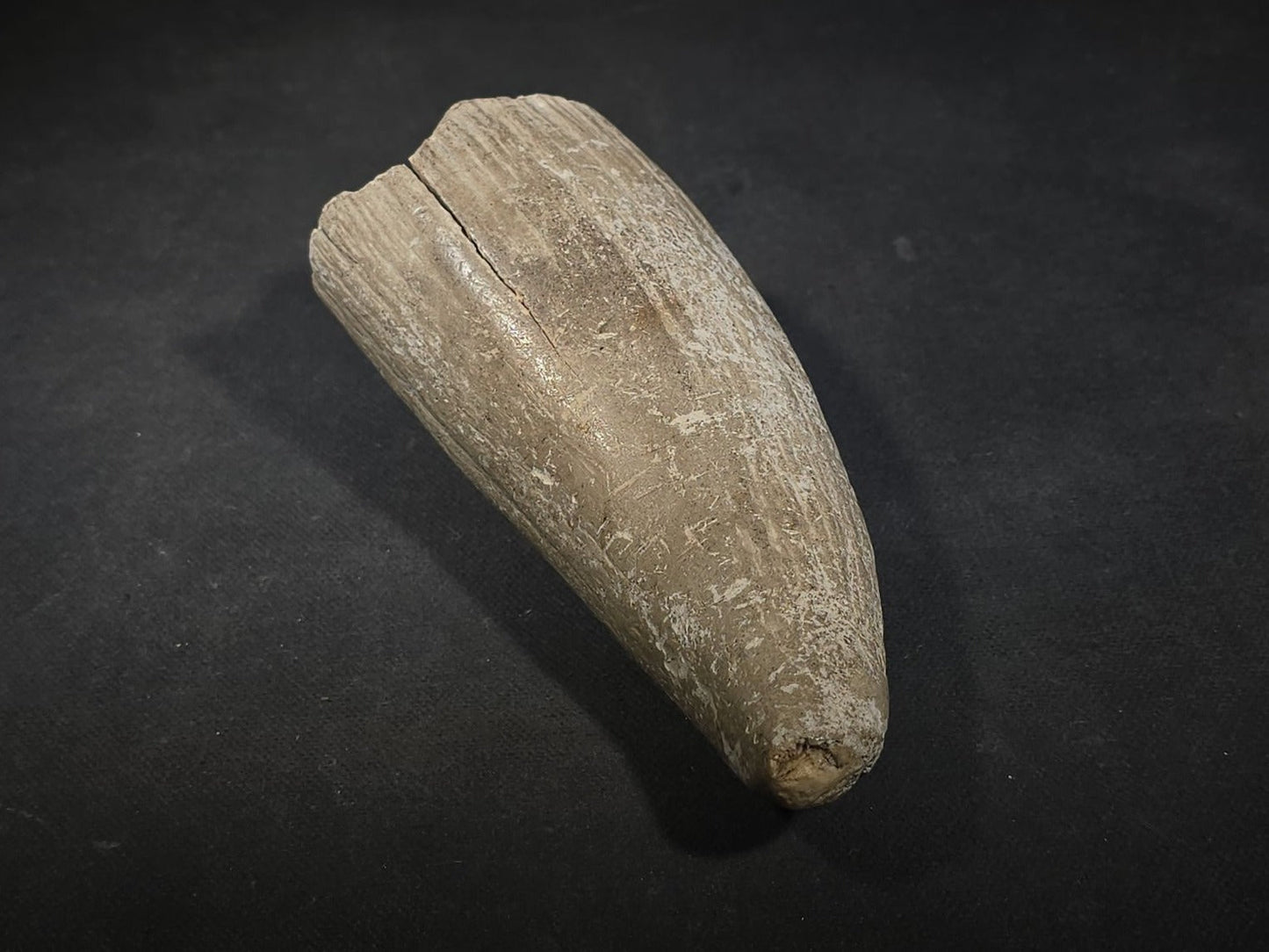 Antique Undecorated Whale Tooth