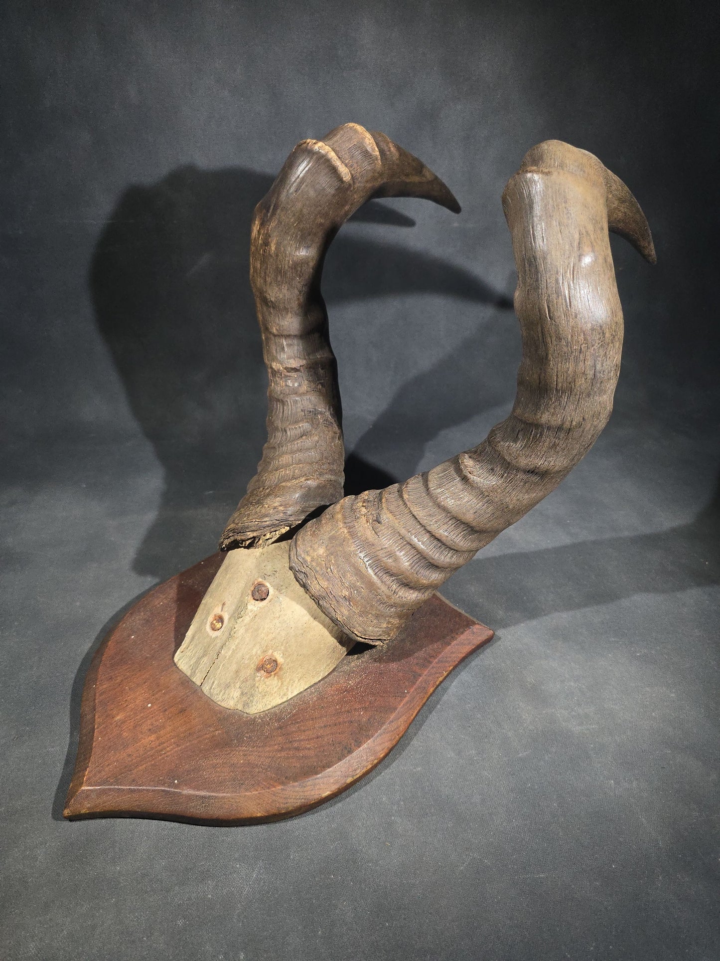 Vintage Mounted African Antelope Horn Trophy on Shield-Shaped Wood Plaque