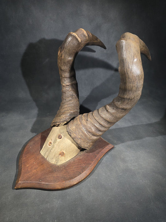 Vintage Mounted African Antelope Horn Trophy on Shield-Shaped Wood Plaque