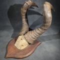 Lot 125 - Vintage Mounted African Antelope Horn Trophy on Shield-Shaped Wood Plaque, 11" L x 19" H