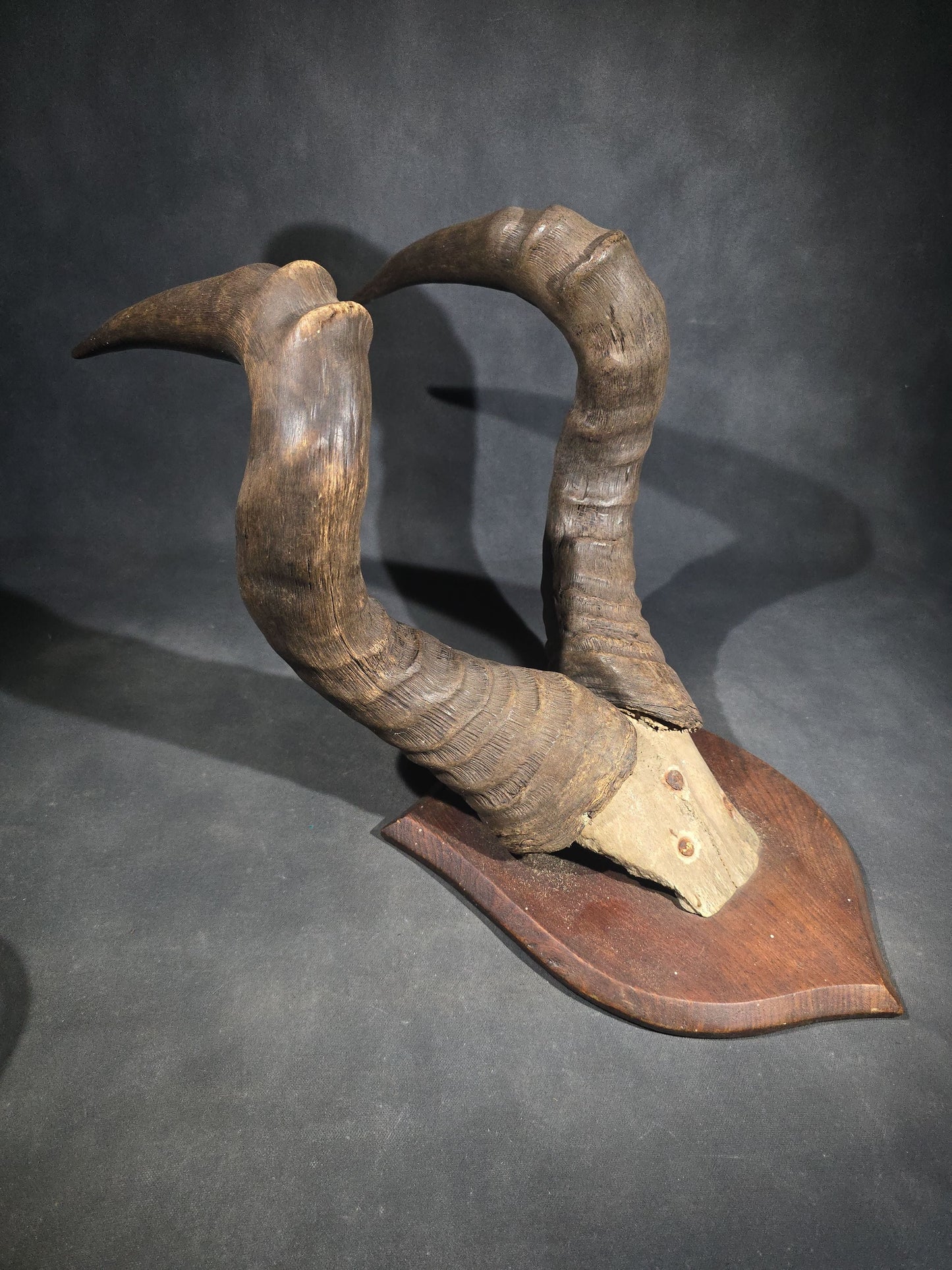 Vintage Mounted African Antelope Horn Trophy on Shield-Shaped Wood Plaque
