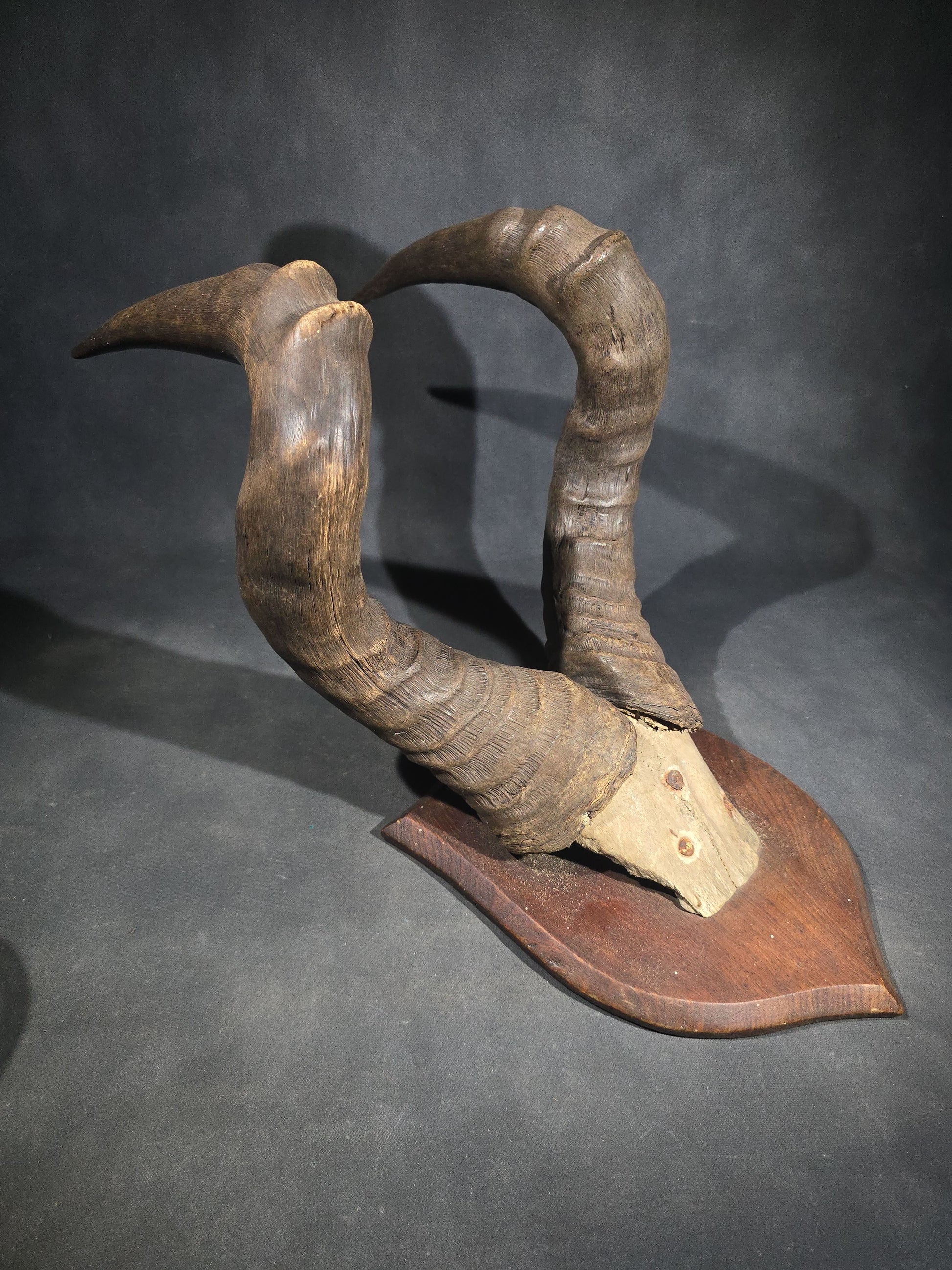 Vintage Mounted African Antelope Horn Trophy on Shield-Shaped Wood Plaque