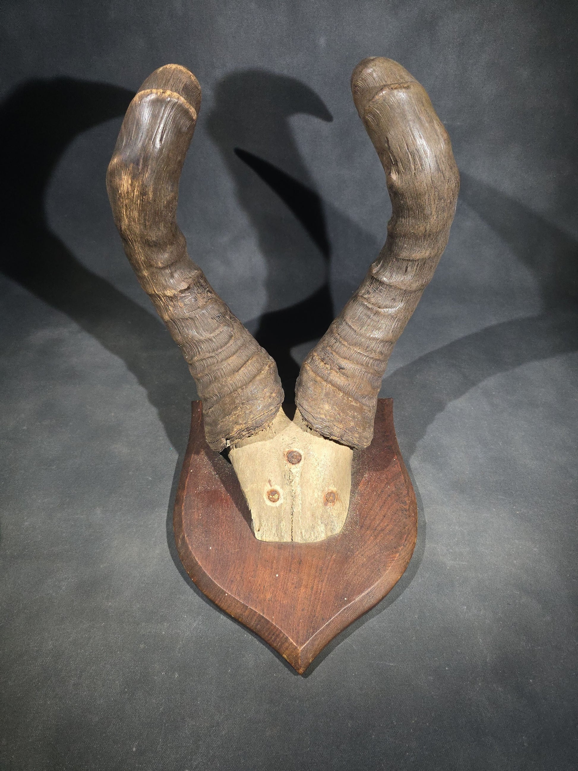 Vintage Mounted African Antelope Horn Trophy on Shield-Shaped Wood Plaque