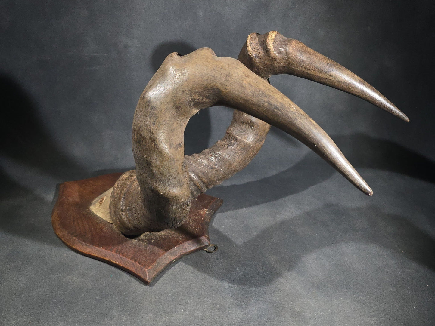 Vintage Mounted African Antelope Horn Trophy on Shield-Shaped Wood Plaque