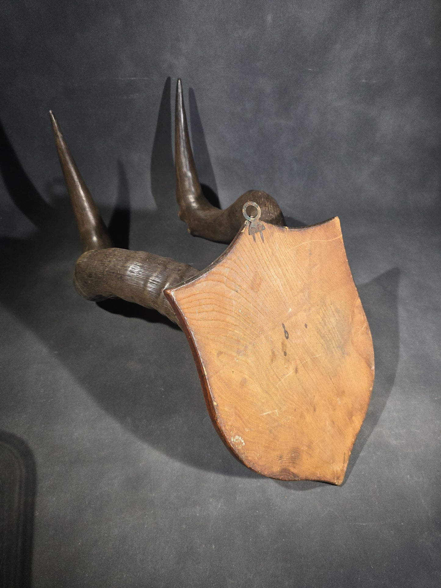 Vintage Mounted African Antelope Horn Trophy on Shield-Shaped Wood Plaque