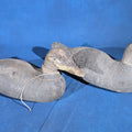 Lot 154 - Pair of Antique Hand-Carved and Hand-Painted Duck Decoys with Glass Eyes, 16-1/4" L each