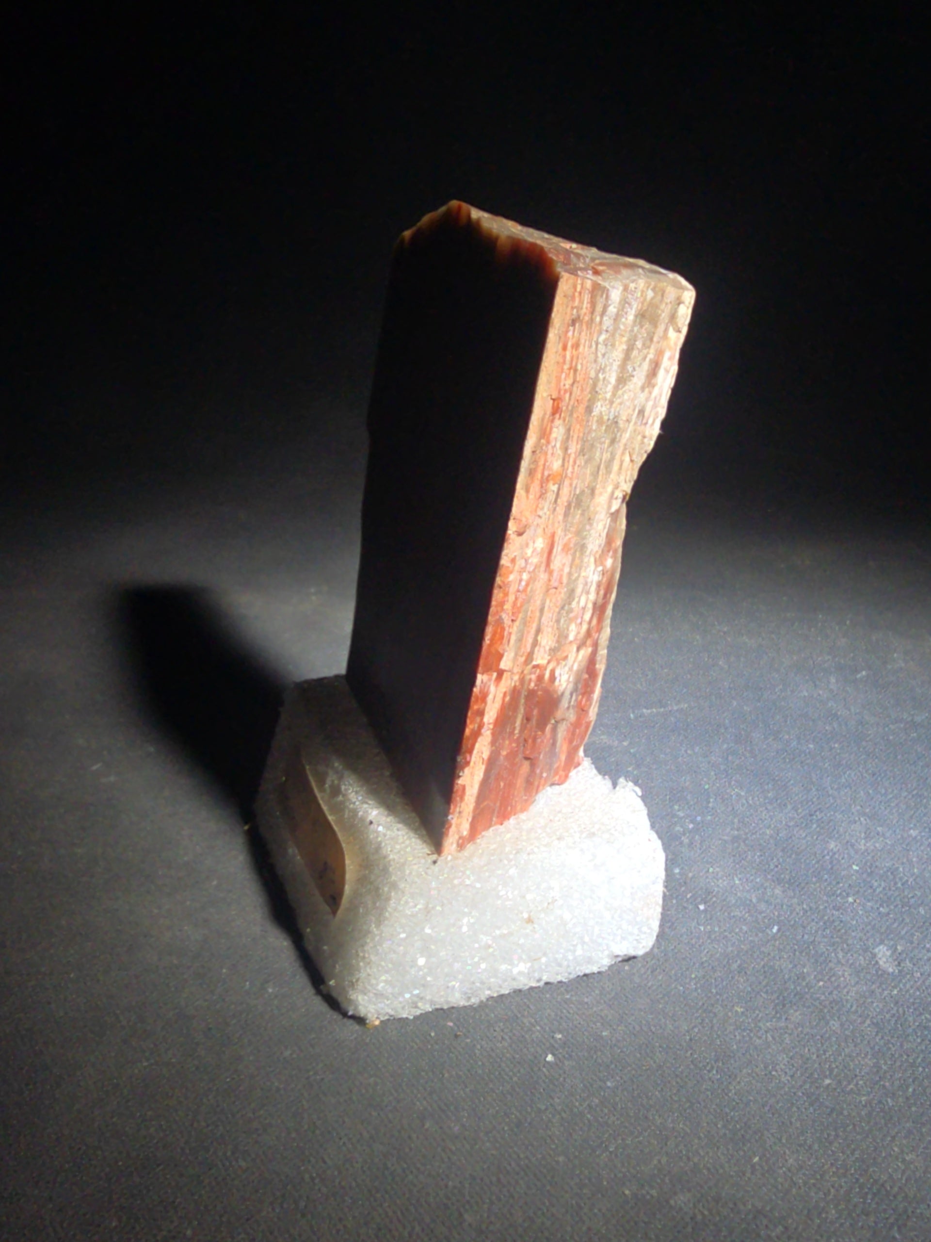Polished Petrified Wood Slab Specimen, Labeled Arizona
