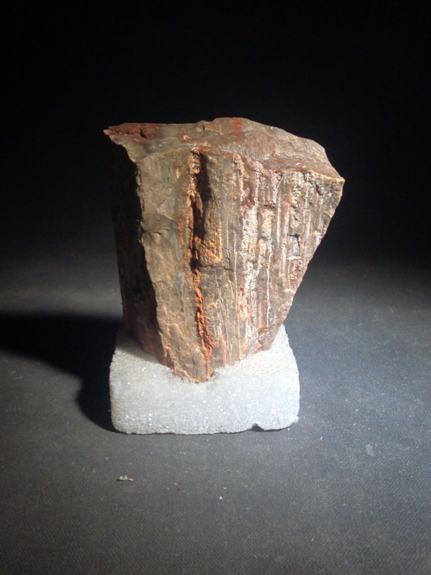 Polished Petrified Wood Slab Specimen, Labeled Arizona