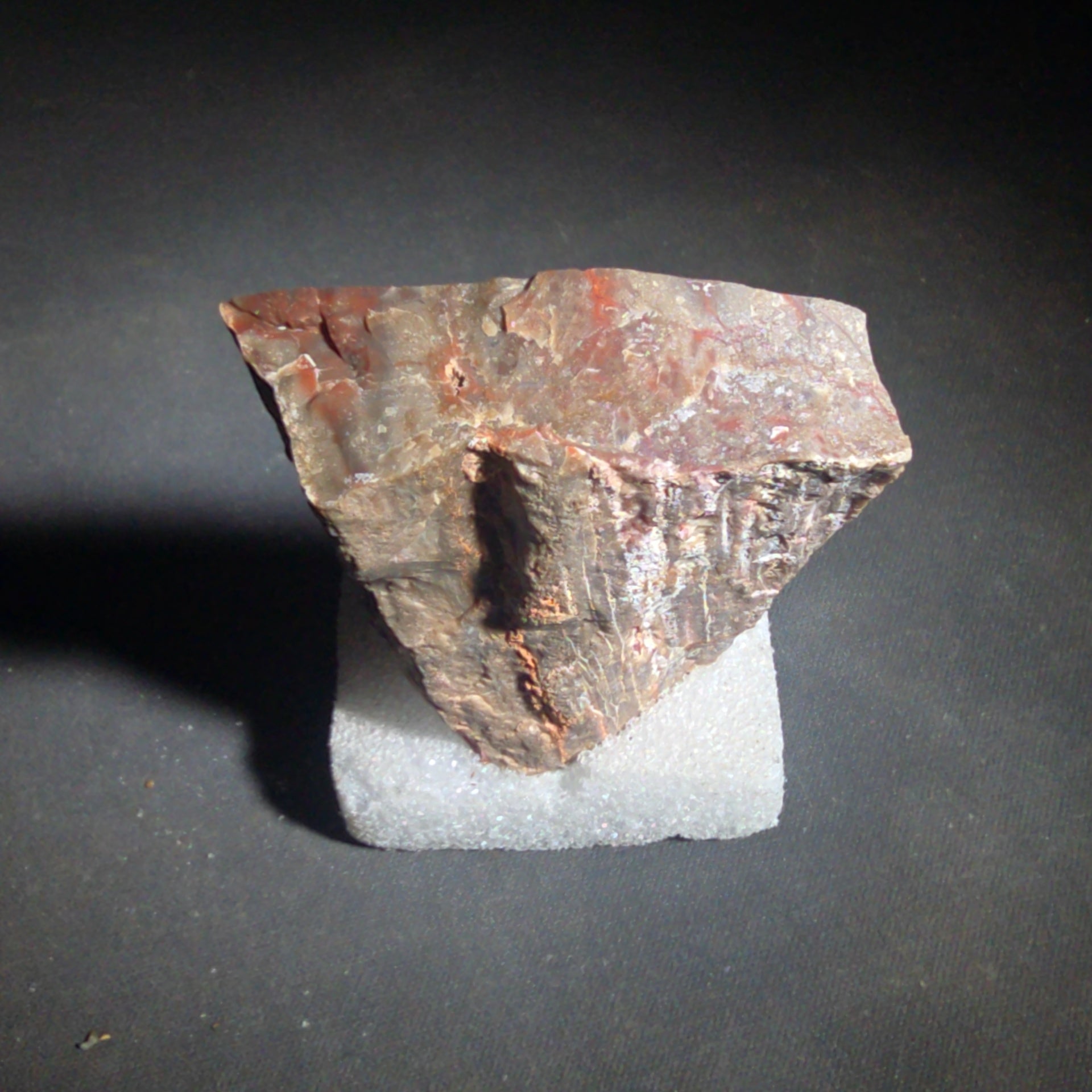 Polished Petrified Wood Slab Specimen, Labeled Arizona