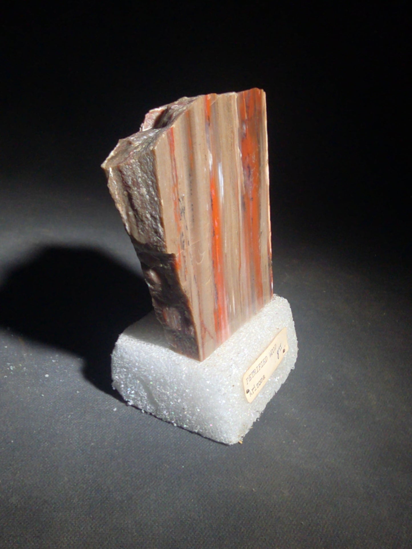 Polished Petrified Wood Slab Specimen, Labeled Arizona