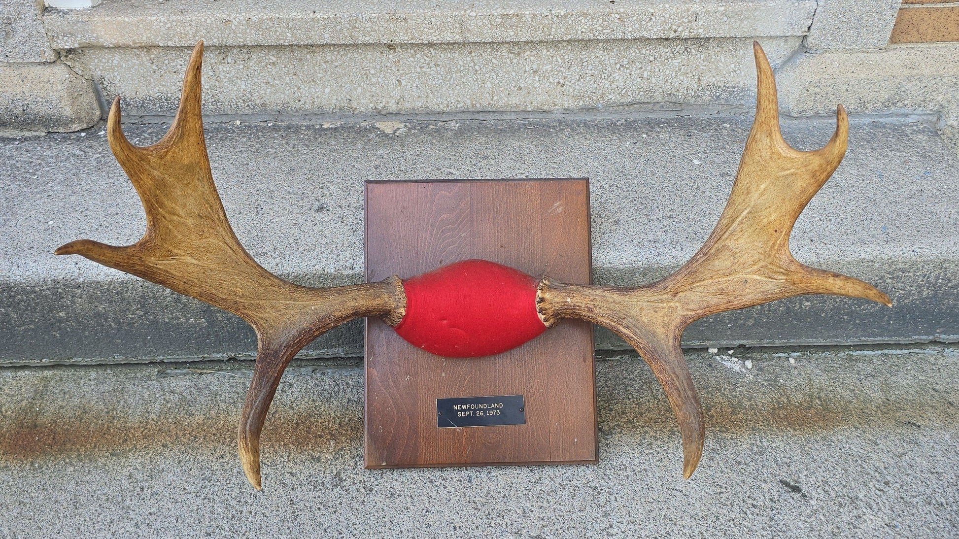 Vintage Mounted Moose Antlers on Wood Plaque, Newfoundland, September 26, 1973