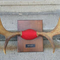 Lot 164 - Vintage Mounted Moose Antlers on Wood Plaque, Newfoundland, September 26, 1973