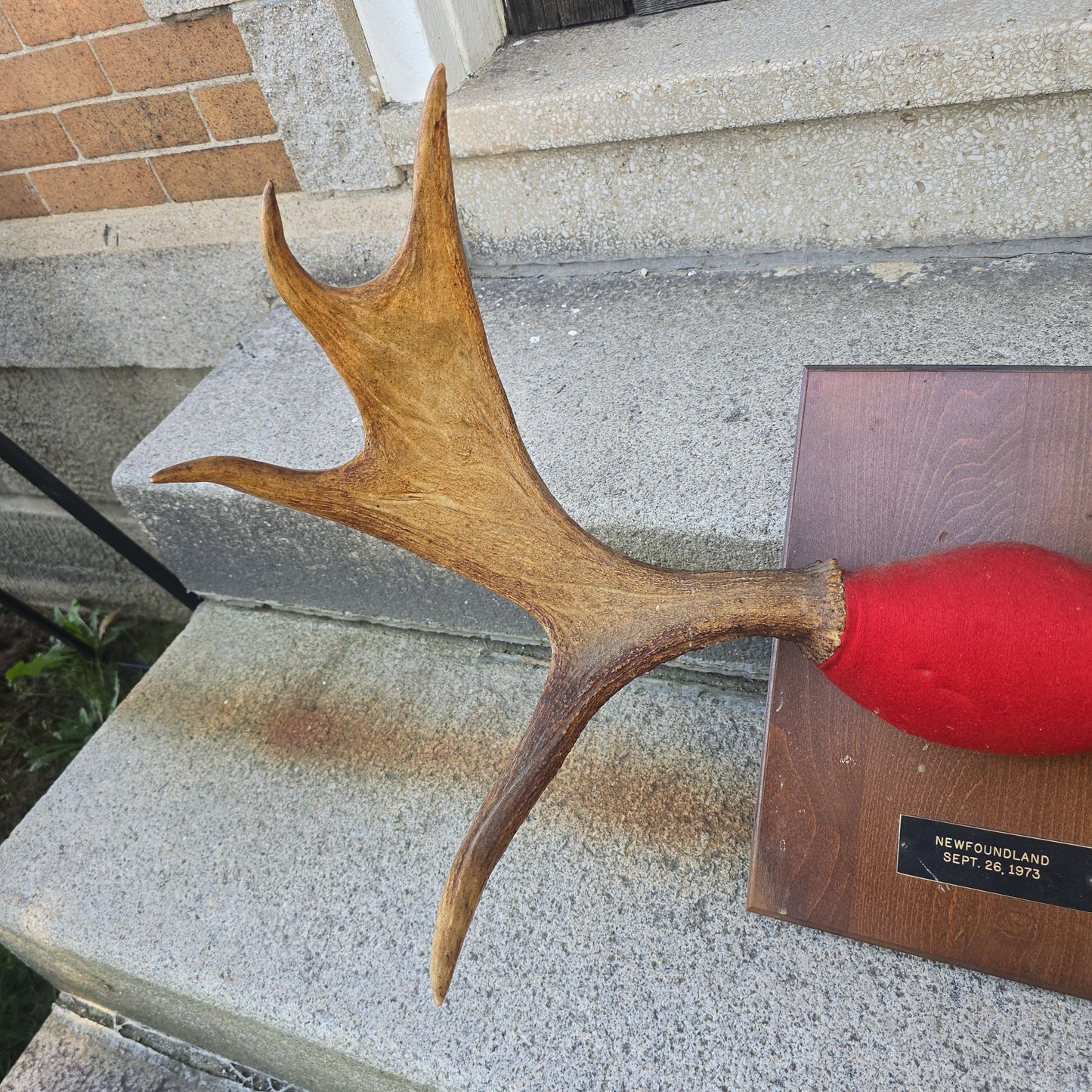 Vintage Mounted Moose Antlers on Wood Plaque, Newfoundland, September 26, 1973